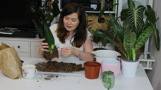 Cudne sansewierie, ceropegia, starzec🤩 | Przesadzanie sukulentów, ciekawostki | ale się namęczyłam! смотреть онлайн