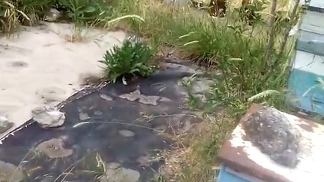 Подкормка пчёл в нуклеусе Джинн. смотреть онлайн