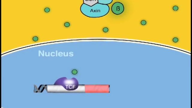 Lung cancer metastasis driven by WNT signaling смотреть онлайн
