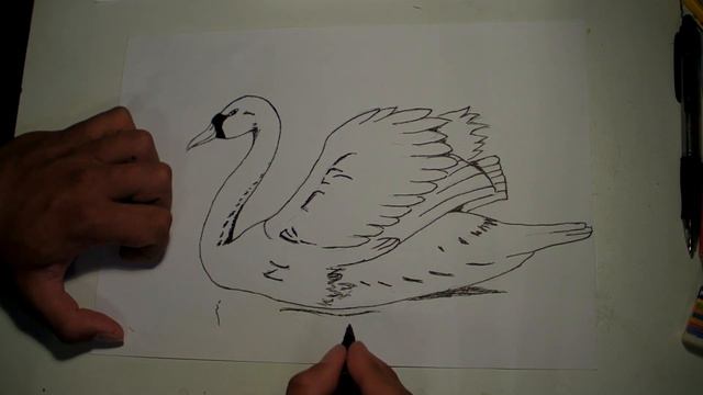 How to draw a swan - dessiner un cygne смотреть онлайн