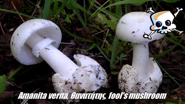 Επικίνδυνα μανιτάρια - μέρος Α' -ΤΑ ΘΑΝΑΤΗΦΟΡΑ: Amanita phalloides, Verna & pantherina смотреть онлайн