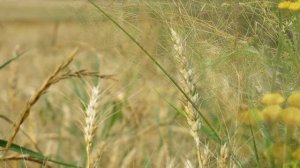 Русское поле.Уборка хлеба. Завораживающее зрелище!