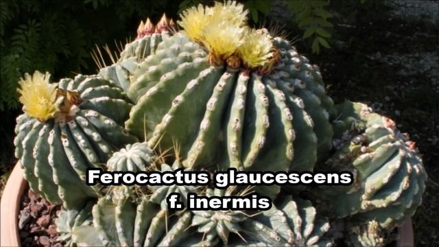 CACTO Ferocactus glaucescens смотреть онлайн