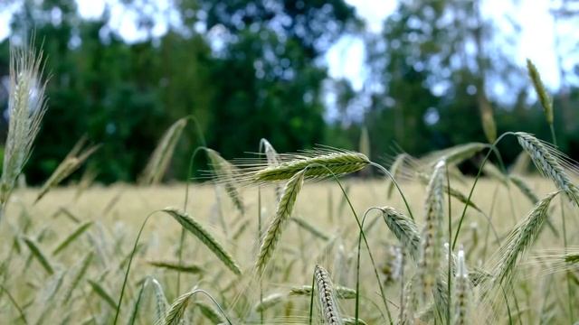 ??Иоганн Себастьян Бах. Воздух на струне соль \ Johann Sebastian Bach. Air on the G String смотреть онлайн