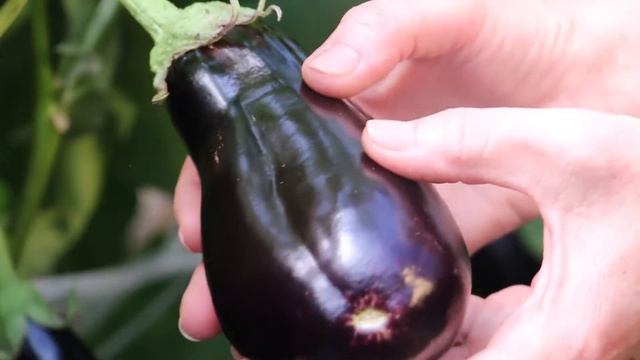 БАКЛАЖАН ИКОРНЫЙ идеально для "заморской" икры смотреть онлайн