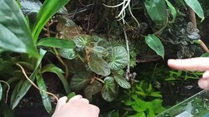 В гостях у друзей. Большой палюдариум