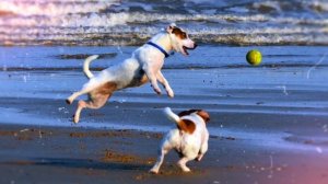 ДЖЕК РАССЕЛ ТЕРЬЕР - ИНТЕРЕСНЫЕ ФАКТЫ