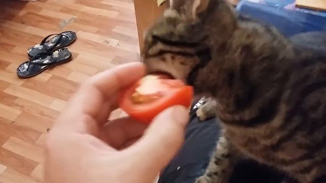 Кот Арбуз смотреть онлайн