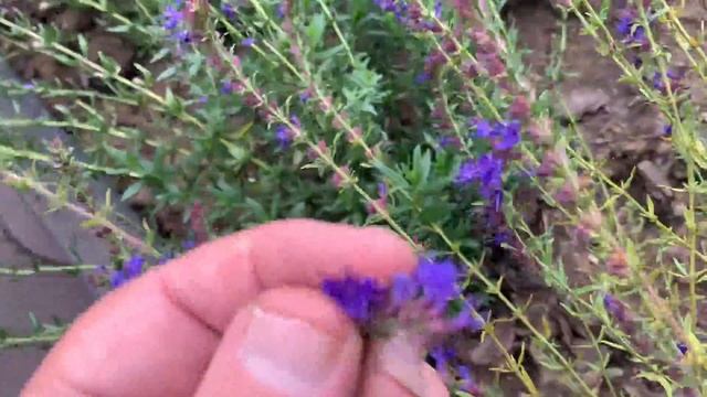 Король огородных ароматов! смотреть онлайн