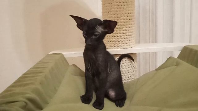 Петерболд смотреть онлайн