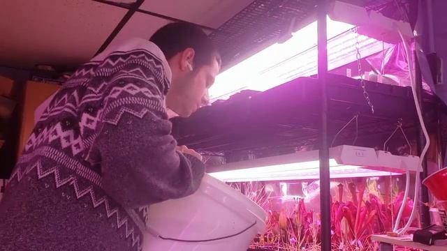 How to Grow and Propagate Pinguicula Pirouette (Carnivorous Plant Grow Guide) смотреть онлайн