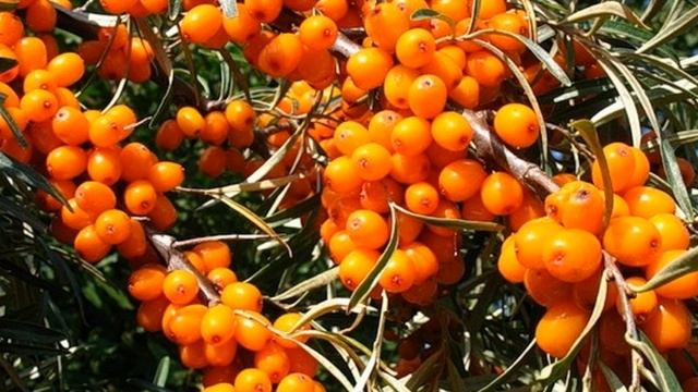 Одна чайная ложка ягод облепихи удовлетворяет дневную норму витамина С смотреть онлайн