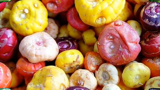 Выращиваем гладиолусы в саду. Небольшие хитрости смотреть онлайн