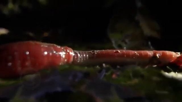 7 реальных животных монстров,которые вас удивят смотреть онлайн