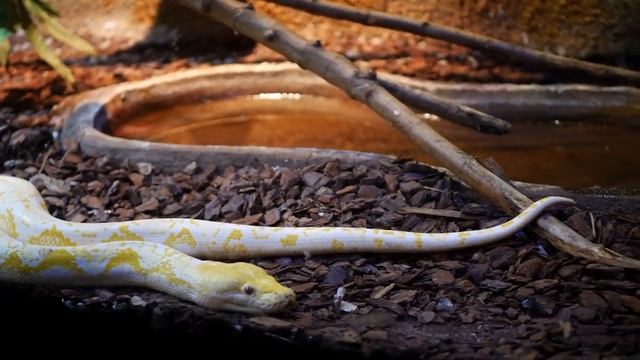 Reticulated Python - Pitao Reticulada - Python reticulatus смотреть онлайн