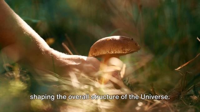 A Cosmic Dance: Mushrooms & Universe #universe #mushroom