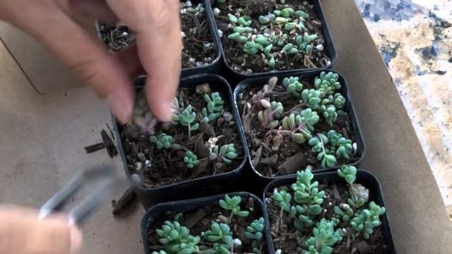 How To Propagate Sedum Dasyphyllum Minor L Succulent Propagation