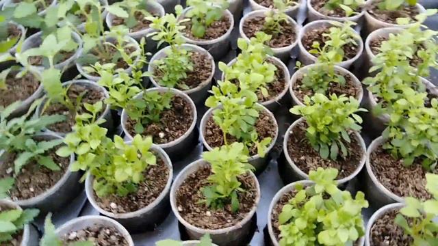 Черенки подросли, делаю перевалку  Готовимся к отправке.