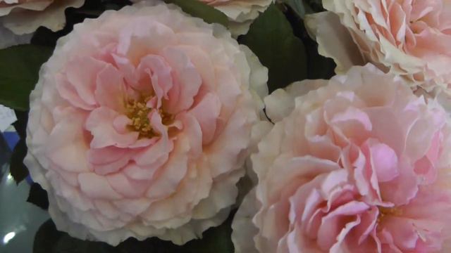 Garden Rose Myra - Fresh cut garden roses смотреть онлайн