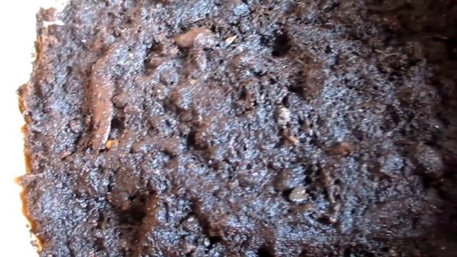 Ранункулюс. Особенности  выращивания  ранункулюса.