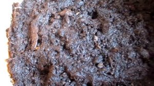 Ранункулюс. Особенности  выращивания  ранункулюса.