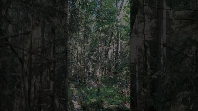 ГРИБ ВОИН И ЕГО ИДЕАЛЬНЫЕ ДРУЗЬЯ ПУЗАНЫЧИ. ОГРОМНОЕ СЧАСТЬЕ СОБИРАТЬ ТАКИЕ ГРИБЫ смотреть онлайн