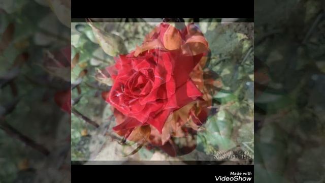 Роза сорта Блек Меджик. смотреть онлайн