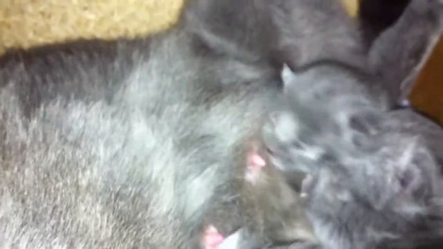 Кошка с новорожденными котятами смотреть онлайн