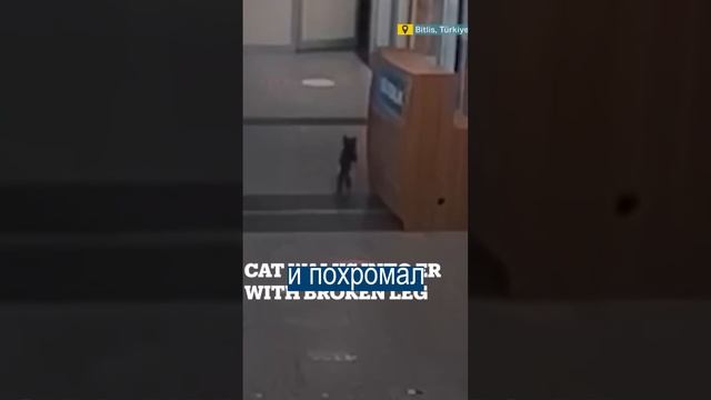 Кот сам пришел в больницу вылечить лапку смотреть онлайн