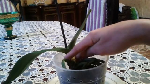 Орхидеи реанимация смотреть онлайн