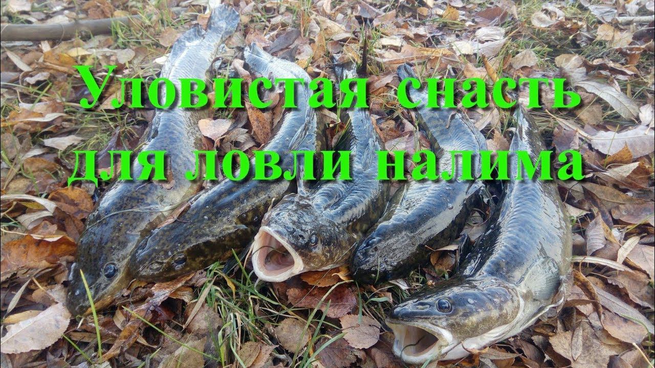 Уловистая снасть для ловли налима. Закидушки на налима. Донка на налима. Тычки на налима смотреть онлайн