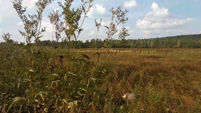 Как разработать покос? Прошу совета!