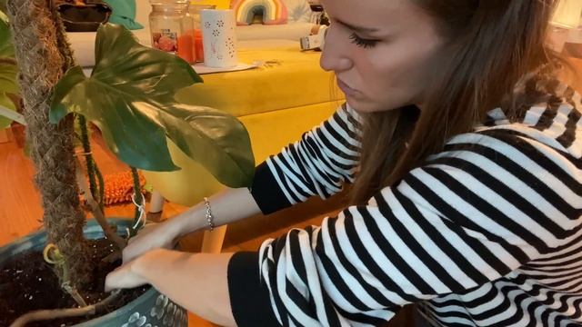 My Huge Squamiferum has Root Rot | Spotting Rot | Node Propagation смотреть онлайн