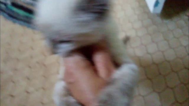 Как лечить глаза котёнку, Слезиться глаз у котёнка смотреть онлайн