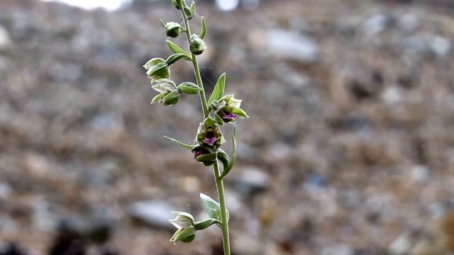 Troodos helleborine - Epipactis troodi H. Lindb. - Cyprus Endemic Orchid to Cyprus смотреть онлайн