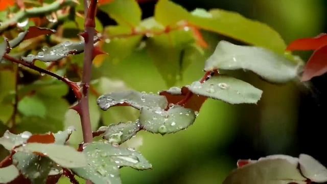 Воскресенье - настройте себя на счастливую неделю. смотреть онлайн
