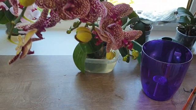 Вернуть тургор орхидее || Еще один способ восстановить тургор листьев орхидеи