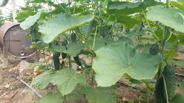 Огурец СВ-4097 смотреть онлайн