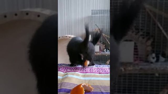 Чем кормить белку в домашних условиях смотреть онлайн