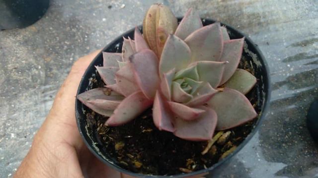 Comprinhas! Echeveria punita,chifre de alce entre outras de 10 reais🥰! confiram. смотреть онлайн