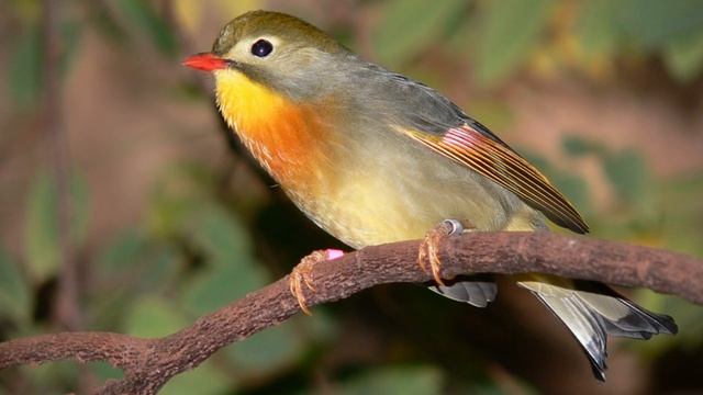 CHANT DU ROSSIGNOL - Bruits de la nature pour se relaxer, réviser, méditer - Relax'Tv смотреть онлайн