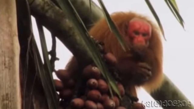 Лысый Уакари - Самая Необычная Обезьяна в Мире с Грустным Человеческим Лицом. смотреть онлайн