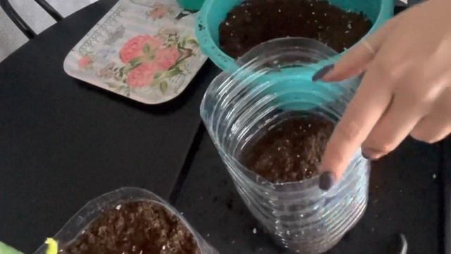 РОЗЫ ИЗ КОРОБКИ | ЧАСТЬ 2: второй день дома - посадка саженцев в горшки смотреть онлайн