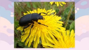 Изучаем предлоги/ Предлог НА/ Речевые игры/ Обучающее видео для дошкольников