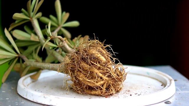 How To Make Adenium Cutting To Bonsai | How To Get Adenium Caudex Biger | Adenium Root Training