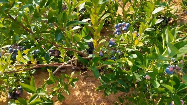 Какой самый урожайный сорт голубики? смотреть онлайн