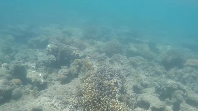 Рифы на Красном море смотреть онлайн