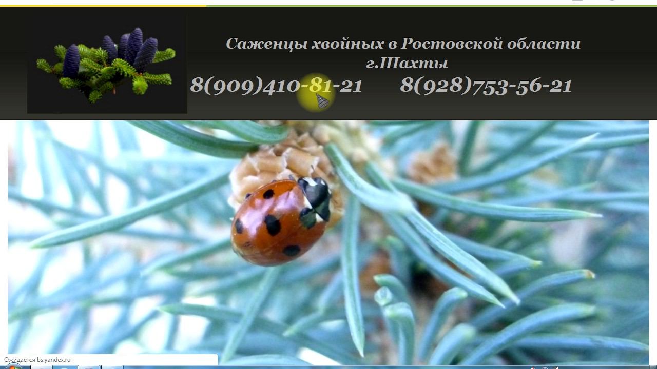 Как заказать сеянцы хвойных почтой? Где купить ель, туи и другие хвойные растения через интернет? смотреть онлайн