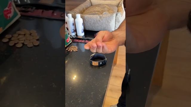 Мафи хочет дать совет владельцам мелких собак смотреть онлайн