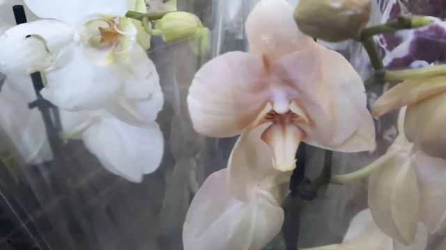 Свежий завоз орхидей в Летто !